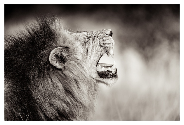 limited edition prints